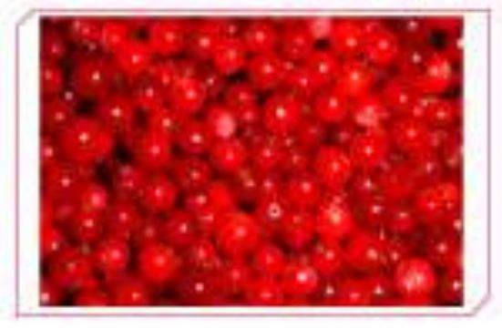 Lingonberry Extract